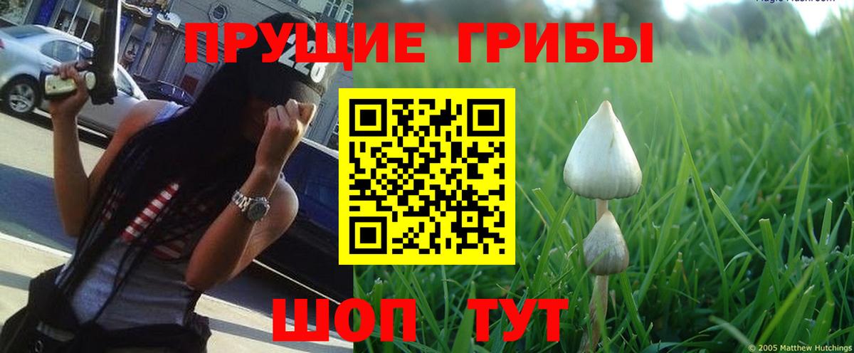 Галлюциногенные грибы Psilocybe  Вход с VPN  Холмск 